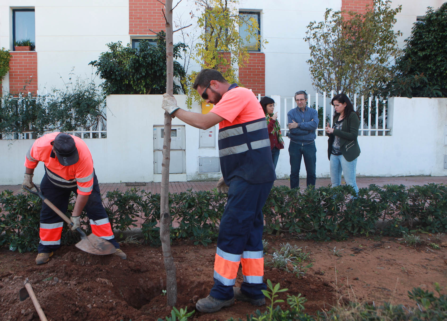 plantacion arbol apadrina.jpg